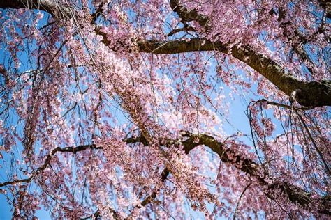 15 Beautiful Flowering Ornamental Trees for USDA Zone 5