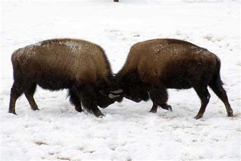 Two Bison Fighting Photograph by Mark Newman | Fine Art America