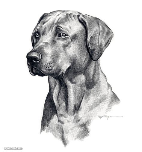 Dog Pencil Drawing By David Rogers 12