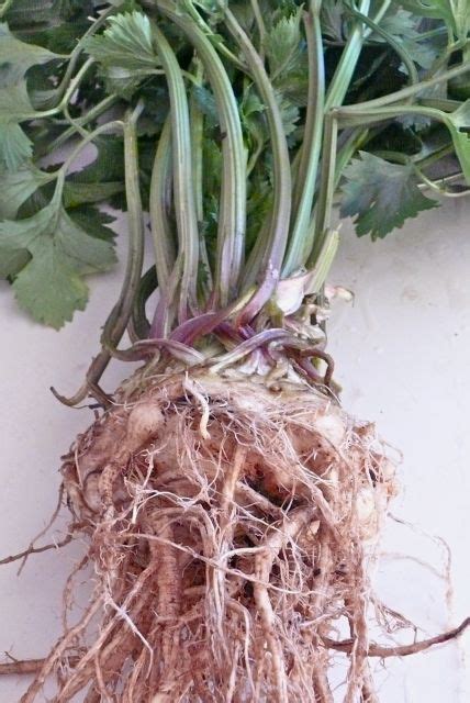 The Food Garden Group: Celeriac - harvest time