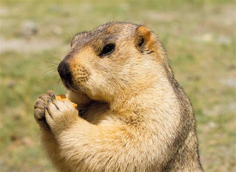 Himalayan marmots: Gold-diggers on the plateau - CGTN