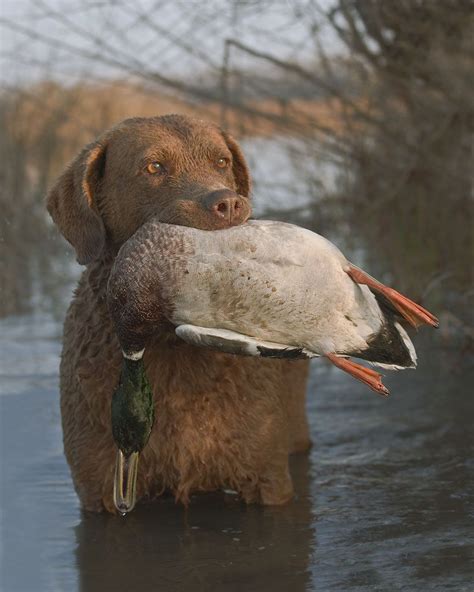 Hunting labrador retriever breeders