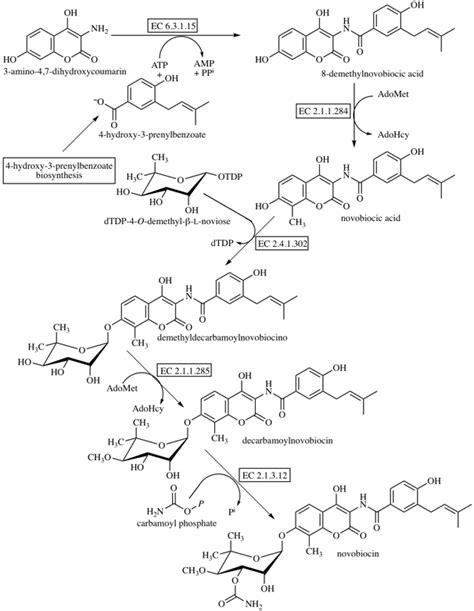 Novobiocin Biosynthesis