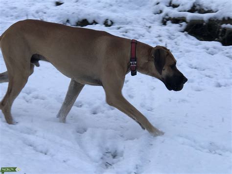 Fawn Great Dane - Stud Dog in Ohio, the United States | Breed Your Dog