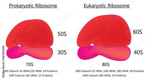 Biological illustration of prokaryotic ribosome and eukaryotic ribosome (70s ribosome and 80s ...