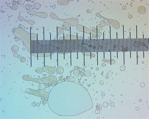 Oil in water emulsion microscopy - Think Tank - Future4200