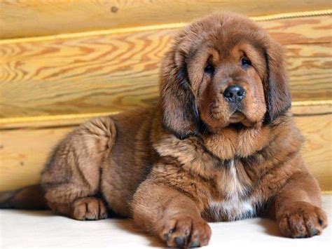 A Tibetan Mastiff puppy : aww