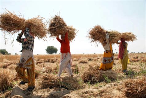 Pradhan Mantri Fasal Bima Yojana: Rs 500 paid as claim for every Rs 100 premium paid in 8 years ...