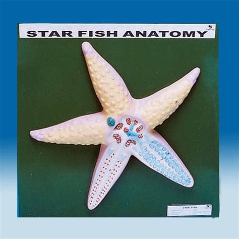 Starfish Internal Anatomy