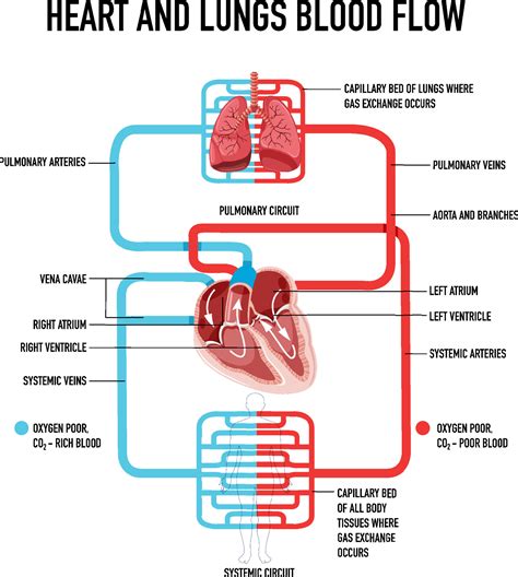 Diagram showing heart and lungs blood flow 6583138 Vector Art at Vecteezy