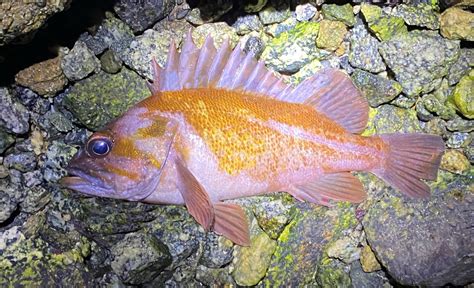 Copper Rockfish | Mexican Fish.com