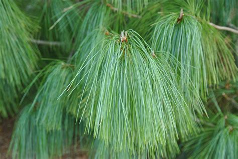 Pinus wallichiana | Himalayan pine, Bhutan pine, Blue pine - Van den Berk Nurseries