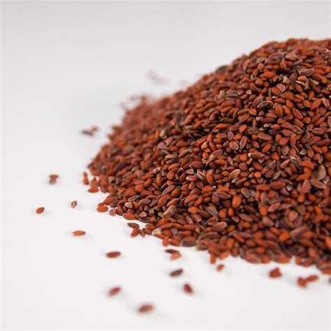 Cress Seeds | Biology Supplies - Darwin Biological