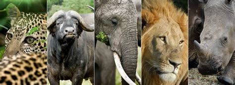 Big 5 Safari Animals | What are Africa's Big 5? | Where to go on Big ...