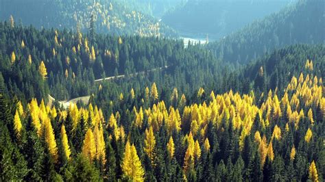 See the changing colors of western larch