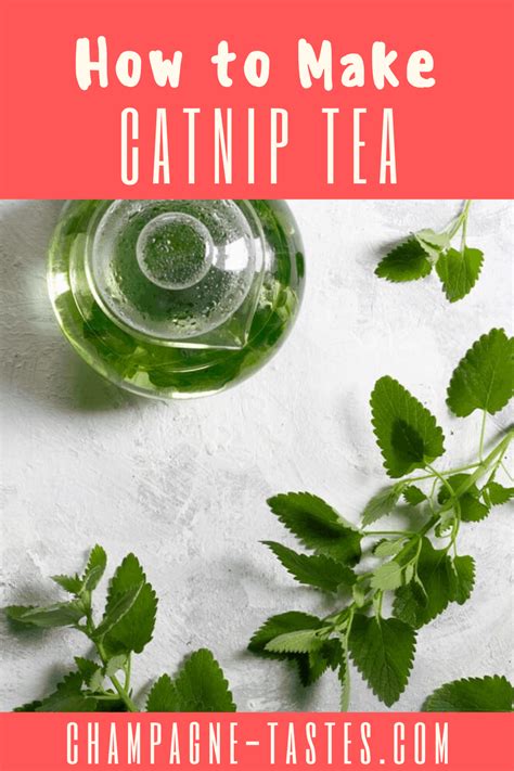 Catnip Tea | Recipe | Champagne taste, Pine needle tea, Homemade coffee