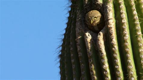 Free photo: Cactus - Green - Free Download - Jooinn