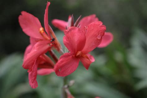 Red Hibiscus · Free Stock Photo