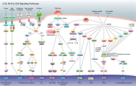 Innate immunity system | Review | InvivoGen