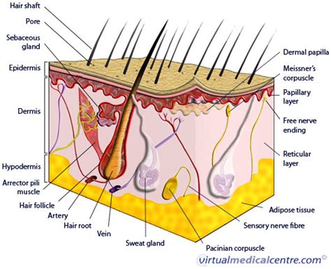 Anatomy of skin (epidermis) information | myVMC