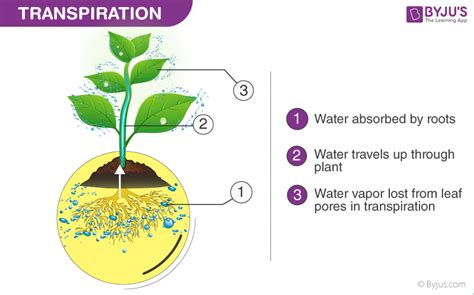 What is Guttation -Difference Between Transpiration and Guttation