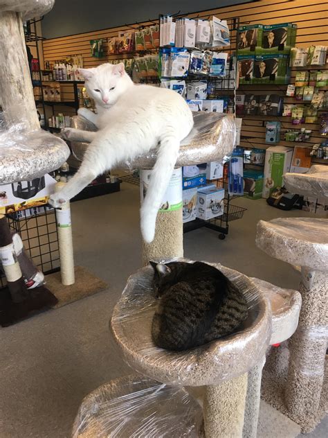 local pet store cats chilling on the saran wrapped cats trees : r ...