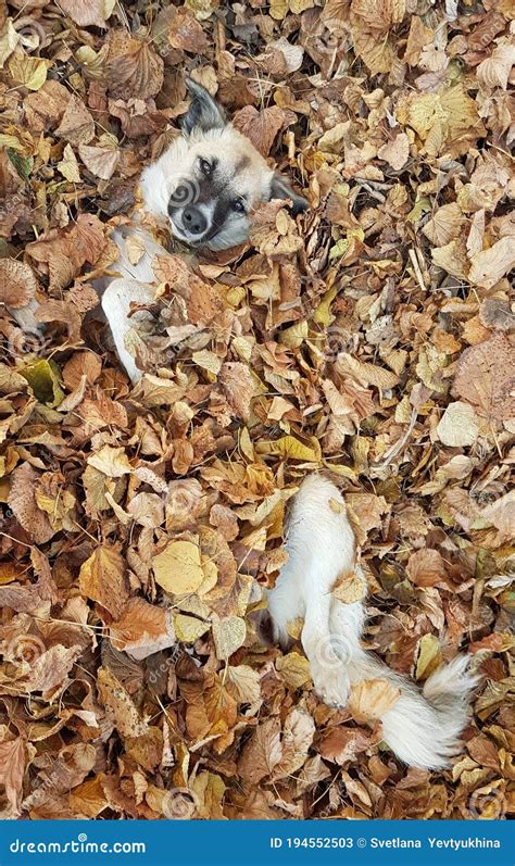 Funny Stray Dog in a Pile of Fallen Autumn Leaves.Random Photo Stock Image - Image of material ...