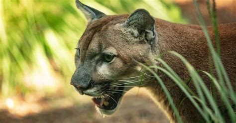 Florida Panther Pictures - AZ Animals