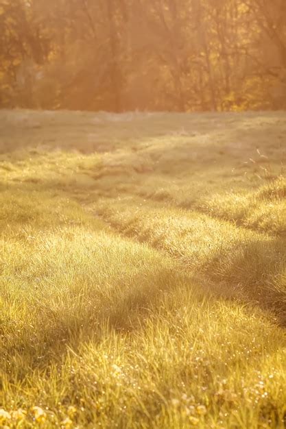 Premium Photo | Green grass in sunlight.