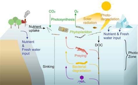 Phytoplankton | Encyclopedia MDPI