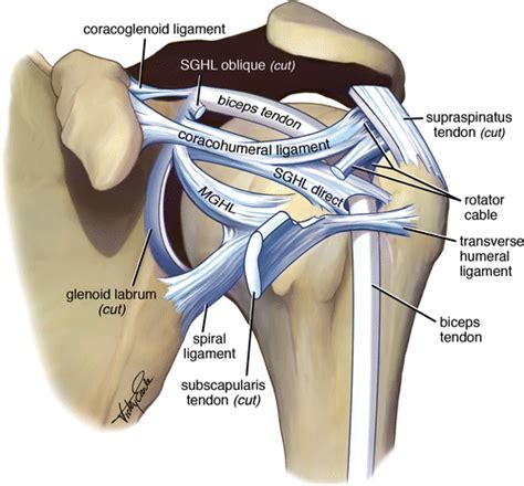 Glenohumeral Ligament