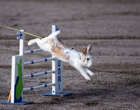 Rabbit jumped over the obstacle image - Free stock photo - Public ...