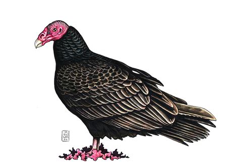 Turkey Vulture (Cathartes aura) by VeronRishka on DeviantArt