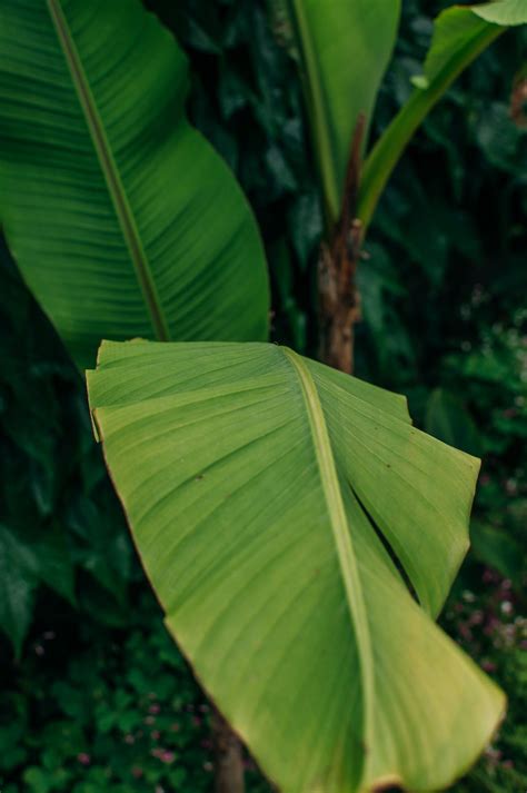 Green Leaf in Close Up Photography · Free Stock Photo