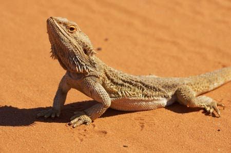 All Animals: Pogona vitticeps | Bearded Dragon | agamid lizard