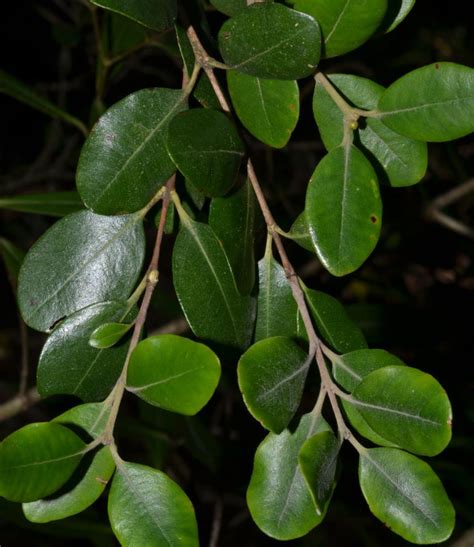 Flora of New Zealand | Taxon Profile | Metrosideros kermadecensis