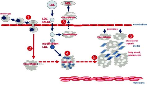 a. Early and late stages of atherogenesis. If the modification... | Download Scientific Diagram