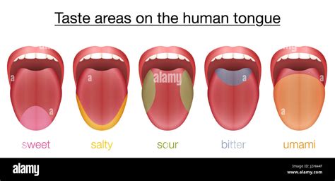 Tongue taste map hi-res stock photography and images - Alamy