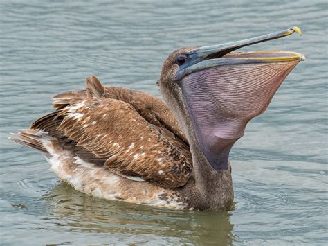 Brown Pelican - eBird