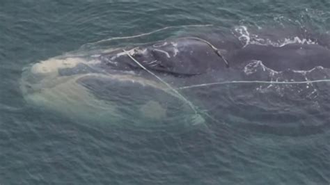 Right Whale, One of Last Breeding Females, Will Likely Die From New Entanglement – NECN