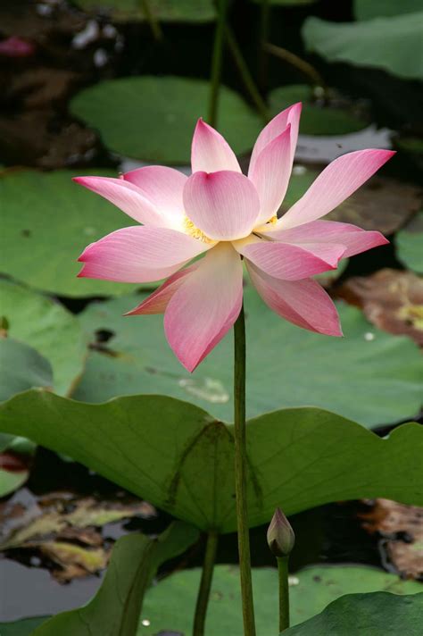 Laurence and Henry's Big Adventure: Lotus Flowers in Vietnam