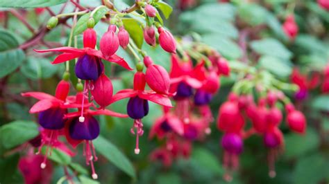 Wild Flowers of Ireland - Ireland Tours - Small group vacation tours Ireland