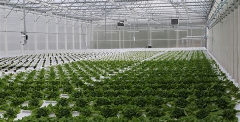 News / Mobile Aeroponics Farming, growing lettuce the green way