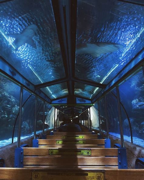 Houston's Downtown Aquarium Has An Underwater Train Ride In A Shark Tank - Narcity | Cool places ...