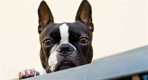 Travel ban on snub-nosed breeds - JetSet Pets