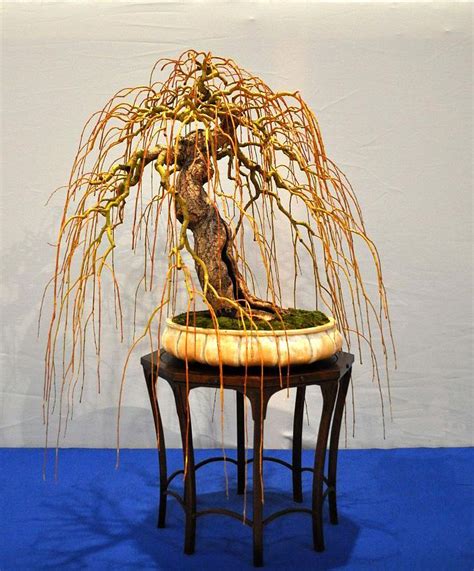 Weeping Willow Bonsai Care & Styling - Issuu