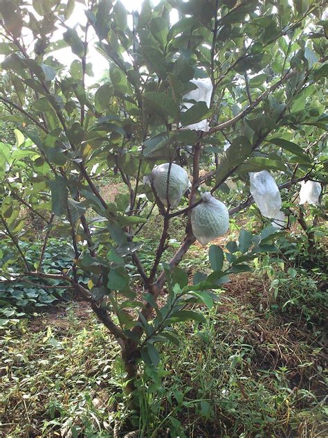 Ngebon Itu Asik: Senangnya Berkebun Jambu Kristal