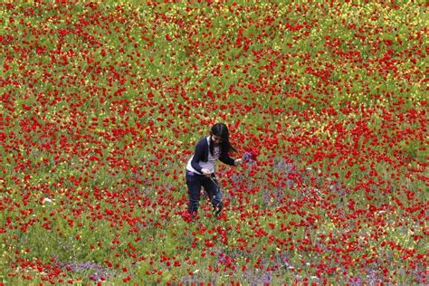 03e It’s Spring! Khiam southern Lebanon | Lebanon, Spring, Wild flowers