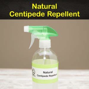 7 Homemade Centipede Repellent Solutions