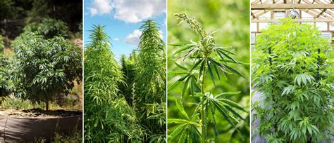 Indica vs Sativa: A Guide to Types of Cannabis Explained - CannaConnection